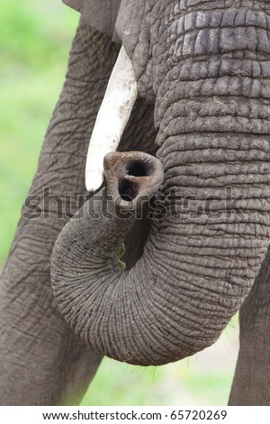 Elephant trunk Stock Photos, Images, & Pictures | Shutterstock