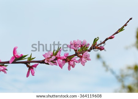 flowering branch of a peach.