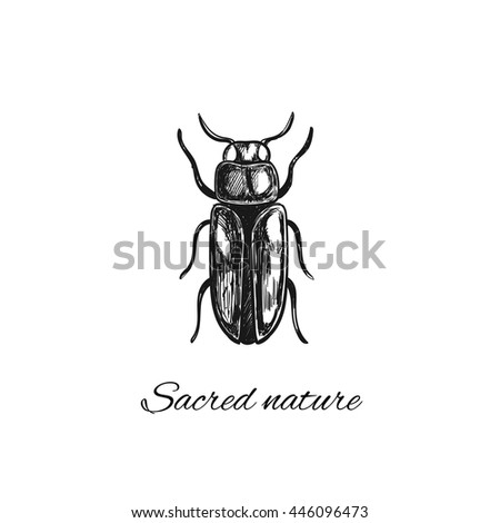 Bug. Sacred nature collection. Vector illustration in sketch style. Print, tatoo, creative card
