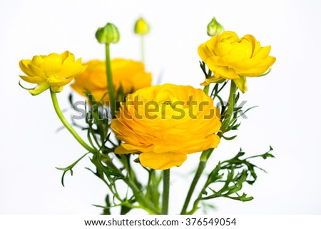 ranunculus yellow stock photos, royalty-free images & vectors ranunculus yellow stock photos, royalty-free images & vectors