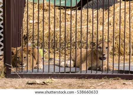 Lion Cage Stock Images, Royalty-Free Images & Vectors | Shutterstock