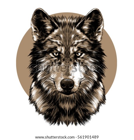 Wolf Face Sketch Vector On Brown Stock Vector 561901489 - Shutterstock