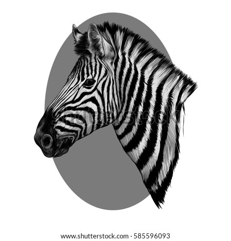 Zebra Head Profile Sketch Vector Grey Stock Vector 585596093 - Shutterstock