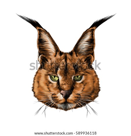 Caracal Stock Vectors, Images & Vector Art | Shutterstock