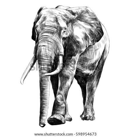 elephant in full growth, moving forward, sketch graphics vector black and white drawing