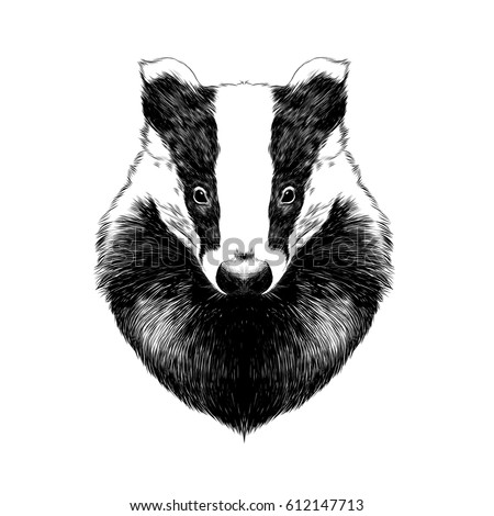 badger stock images royalty free images amp vectors badger stock images royalty free images amp vectors