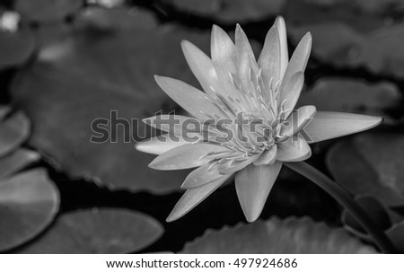 Lotus lotus pictures monochrome black and white pictureblackwhite monochrome Lotus lotus pictures monochrome black and white pictureblackwhite monochrome