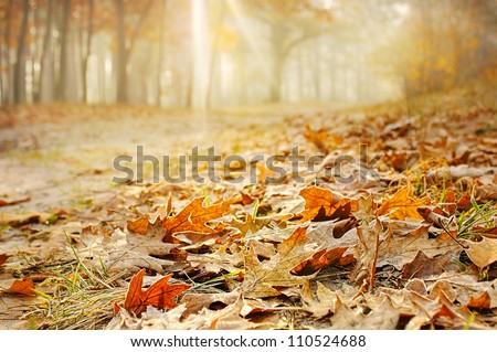 Dry oak leaves on the ground in a beautiful autumn forest