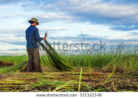 NGA SON ,THANH HOA ,VIETNAM - JUNE 30. 2013 : farmers harvesting sedge in Thanh hoa . Weaving sedge mat is a traditional craft of the people in Nga Son, Thanh Hoa, Vietnam.