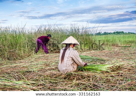 NGA SON ,THANH HOA ,VIETNAM - JUNE 30. 2013 : farmers harvesting sedge in Thanh hoa . Weaving sedge mat is a traditional craft of the people in Nga Son, Thanh Hoa, Vietnam.