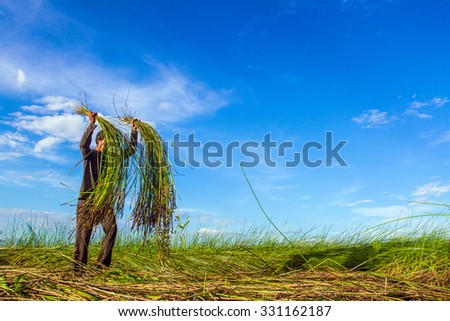 NGA SON ,THANH HOA ,VIETNAM - JUNE 30. 2013 : farmers harvesting sedge in Thanh hoa . Weaving sedge mat is a traditional craft of the people in Nga Son, Thanh Hoa, Vietnam.
