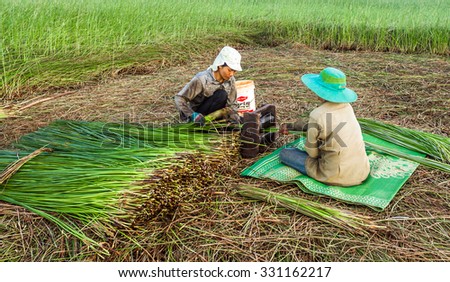 NGA SON ,THANH HOA ,VIETNAM - JUNE 30. 2013 : farmers harvesting sedge in Thanh hoa . Weaving sedge mat is a traditional craft of the people in Nga Son, Thanh Hoa, Vietnam.