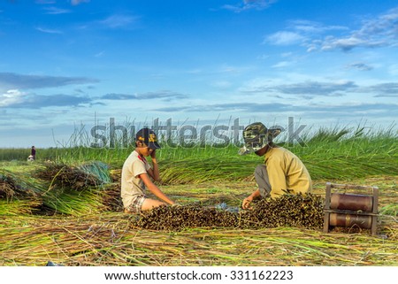 NGA SON ,THANH HOA ,VIETNAM - JUNE 30. 2013 : farmers harvesting sedge in Thanh hoa . Weaving sedge mat is a traditional craft of the people in Nga Son, Thanh Hoa, Vietnam.