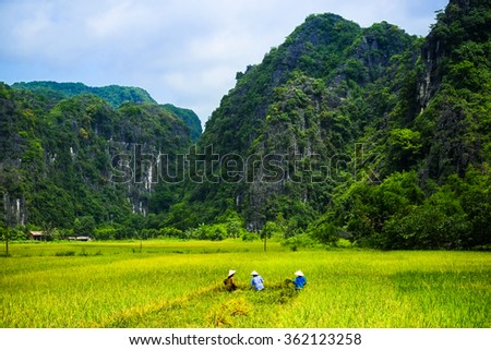Vietnam farmer harvesting rice on field in Ninh Binh, Vietnam