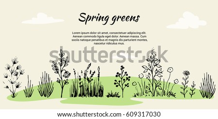 Vector set in the form of a banner on a theme of field grasses, flowers and plants. Spring Green. It is executed in the form of a sketch. All objects are isolated