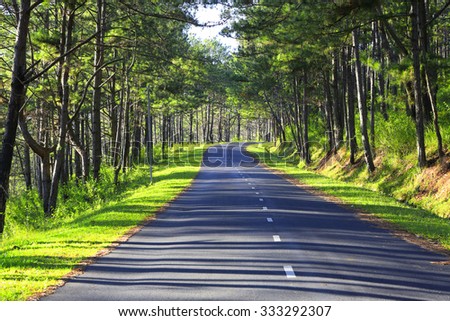 Beautiful road through pine forest