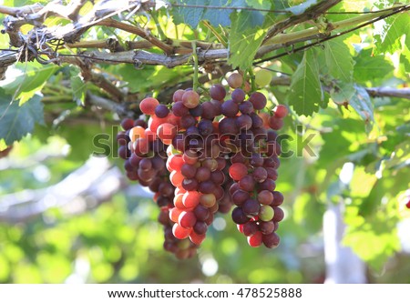 Agriculture product at Phan Rang, Vietnam, bunch of ripe red grape, green leaf in garden