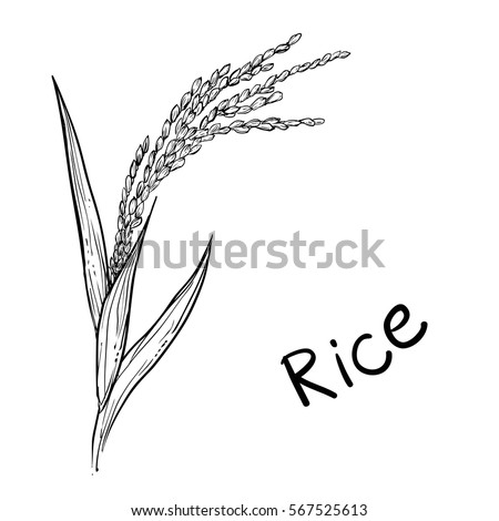 Hand drawn vector illustration of rice plant, grain. sketch. Vector eps 8.