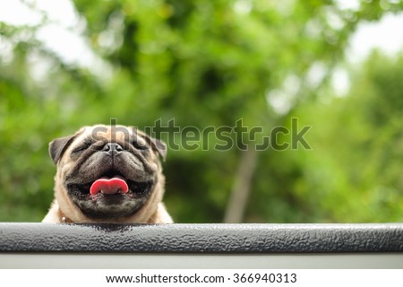 i am a pug i am happy stock images royalty free images vectors i am a pug i am happy stock images royalty free images vectors