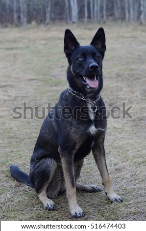 belgian shepherd siberian husky mix german shepherd mix stock images royalty free images u0026 vectors belgian shepherd siberian husky mix german shepherd mix stock images royalty free images u0026 vectors
