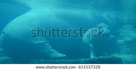 Ocean Life Two Dolphins Playing Blue Stock Photo 136250159 - Shutterstock