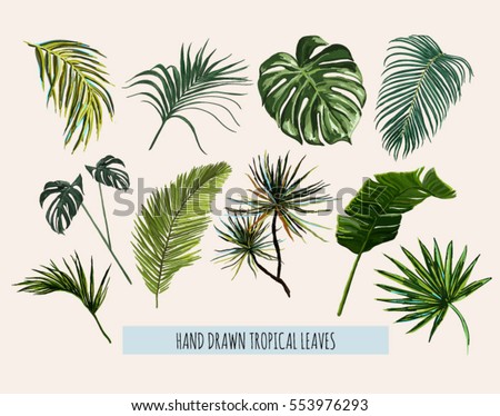 Beautiful hand drawn botanical vector illustration with tropical leaves. Isolated on white background.