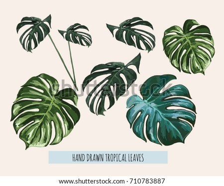 Monstera Stock Images, Royalty-Free Images & Vectors | Shutterstock