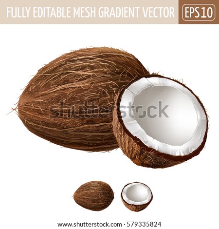 Coconut on white background. Vector illustration