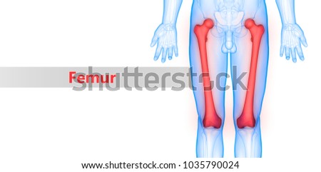Femur Stock Images, Royalty-Free Images & Vectors | Shutterstock