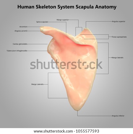 Scapula Stock Images, Royalty-Free Images & Vectors | Shutterstock