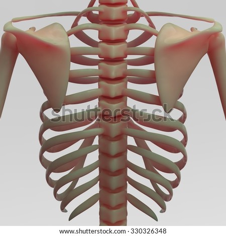 Thorax Ribs Sternum Clavicle Scapula Vertebral Stock Illustration ...