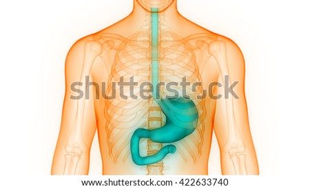 Stomach Anatomy Stock Images, Royalty-Free Images & Vectors | Shutterstock