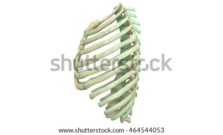 Rib Cage Stock Images, Royalty-Free Images & Vectors | Shutterstock