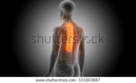 Spinal Cord Stock Photos, Royalty-Free Images & Vectors - Shutterstock