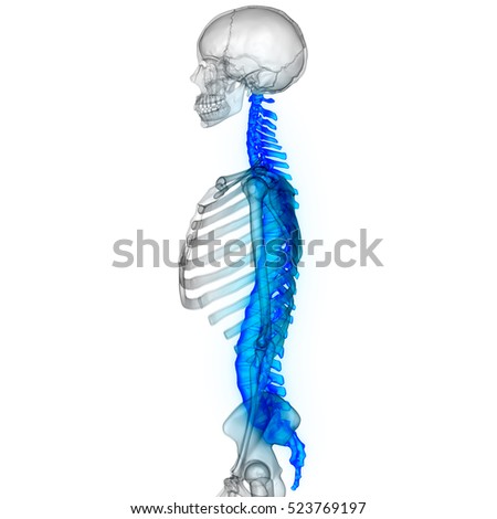 Bone Anatomy Stock Images, Royalty-Free Images & Vectors | Shutterstock