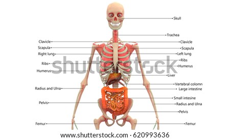 Human Skeleton Organs Anatomy 3d Illustration Libre De Droits 620993636