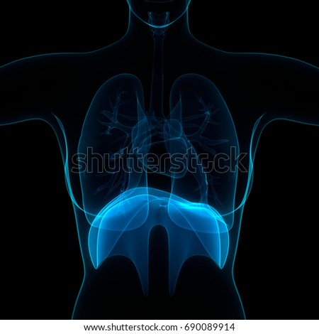 Diaphragm Stock Images, Royalty-Free Images & Vectors | Shutterstock
