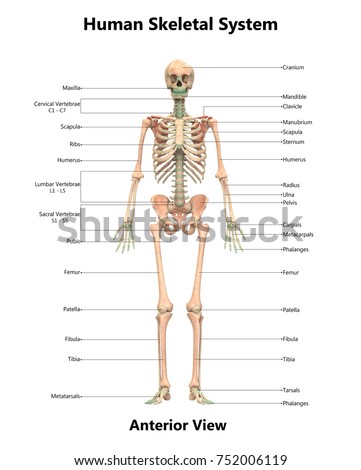 Human Skeletal System Anatomy Detailed Labels Stock Illustration