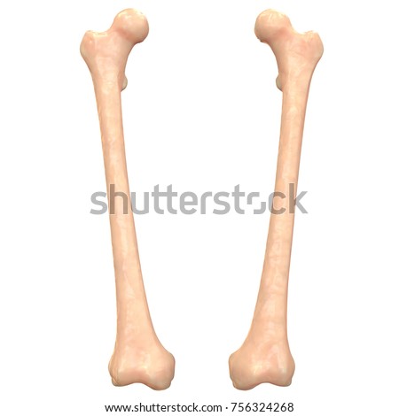 Femur Stock Images, Royalty-Free Images & Vectors | Shutterstock