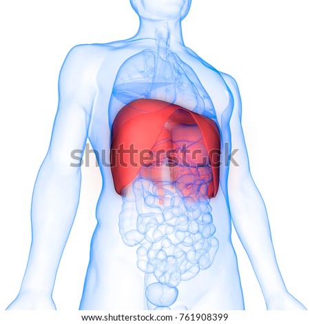 3d Illustration Human Body Organs Diaphragm Stock Illustration