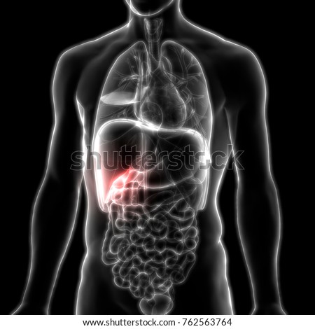 Gallbladder Stock Images, Royalty-Free Images & Vectors | Shutterstock