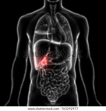 Gallbladder Stock Images, Royalty-Free Images & Vectors | Shutterstock