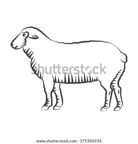 Sheep Lamb Farm Drawing Animal Vector Stock Vector 379306936 - Shutterstock