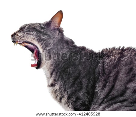  Cat  Mouth Stock Images Royalty Free Images Vectors 