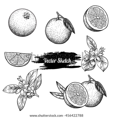 Vector oranges hand drawn sketch. Sketch vector food illustration. Vintage style