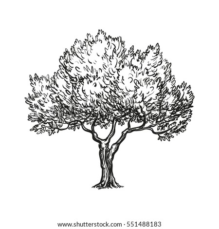 Hand Drawn Vector Illustration Olive Tree Stock Vector 551488183