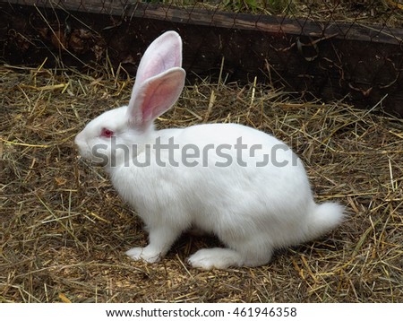 Rabbit Tail Stock Images, Royalty-Free Images & Vectors | Shutterstock