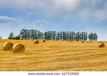 Mild Seven Hill Biei Hokkaido Japan Stock Photo 667559680 - Shutterstock