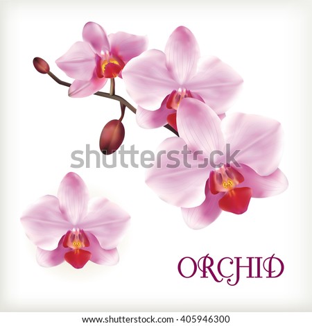 Orchid flowers set on the white, vector illustration