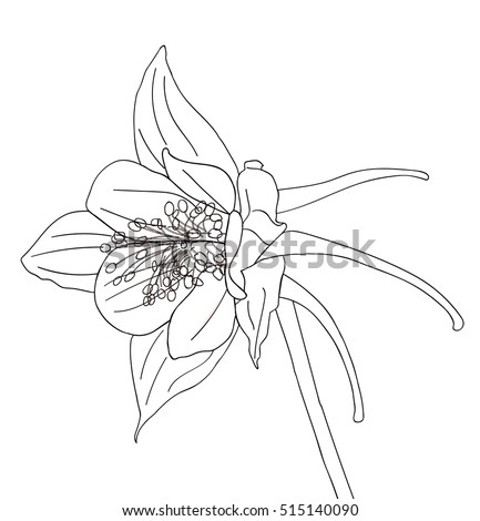 Columbine Flowers Stock Images, Royalty-Free Images & Vectors ...